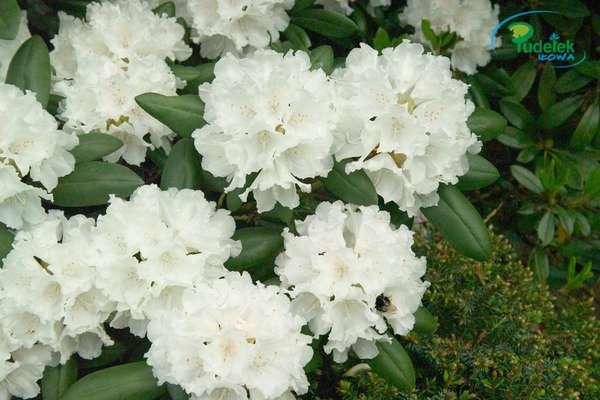 Rhododendron Falling Snow